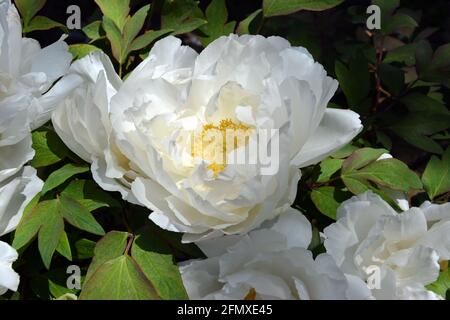 Große weiße Pfingstrose blüht mit gelben Staubgefäßen an sonnigen Tagen Im Garten Stockfoto