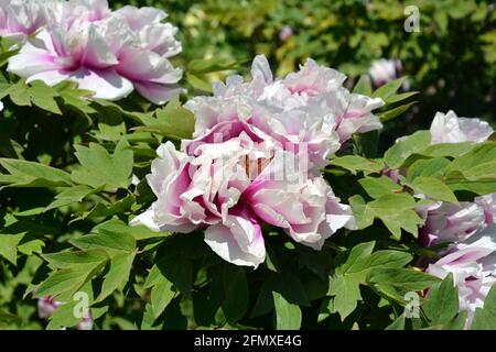 Rosa und weiße Pfingstrosen blühen im Garten Sonniger Tag Stockfoto