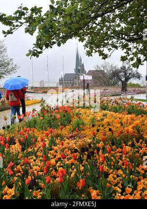 Erfurt, Deutschland. Mai 2021. Besucher der Bundesgartenschau (BUGA) wandern bei Regenwetter über den Petersberg mit Blick auf die Stadt mit Mariendom und Severi-Kirche. Vom 23. April bis zum 10. Oktober 2021 findet das Sommerfest mit Gartenbau-Schaufenster auf zwei Ausstellungsflächen in Erfurt statt. Darüber hinaus wird es 25 BUGA-Außenstandorte in ganz Thüringen geben. Quelle: Martin Schutt/dpa-Zentralbild/dpa/Alamy Live News Stockfoto