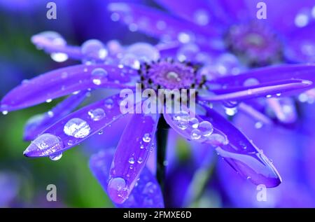 Erfurt, Deutschland. Mai 2021. Auf dem Wochenmarkt am Domplatz liegen Regentropfen auf den Blättern einer Cineraria-Blume. Sowohl für den Urlaub am 13. Mai als auch darüber hinaus wird in Deutschland wechselhaftes und recht kühles Wetter erwartet. Quelle: Martin Schutt/dpa-Zentralbild/dpa/Alamy Live News Stockfoto