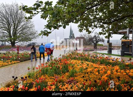 Erfurt, Deutschland. Mai 2021. Besucher der Bundesgartenschau (BUGA) wandern bei Regenwetter über den Petersberg mit Blick auf die Stadt mit Mariendom und Severi-Kirche. Vom 23. April bis zum 10. Oktober 2021 findet das Sommerfest mit Gartenbau-Schaufenster auf zwei Ausstellungsflächen in Erfurt statt. Darüber hinaus wird es 25 BUGA-Außenstandorte in ganz Thüringen geben. Quelle: Martin Schutt/dpa-Zentralbild/dpa/Alamy Live News Stockfoto