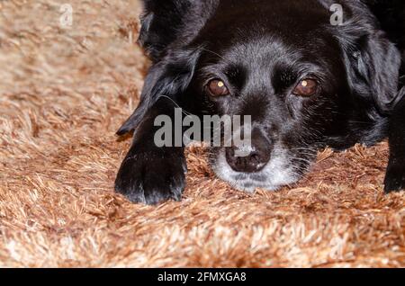 Älterer Hund mit schwarzem Fell und grauer Schnauze Auf dem braun behaarten Teppich Stockfoto