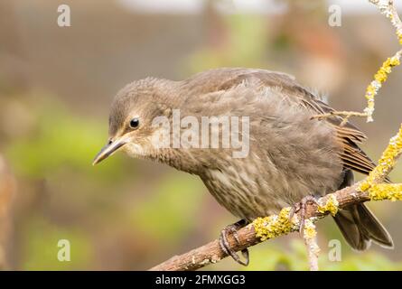 Starling, Sturnus Vulgaris, Jungtiere, Baby Strlings, British Garden, Frühjahr 2021 Stockfoto