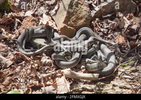 Eine Gruppe von Grasschlangen - Zaskroniec zwyczajny Stockfoto