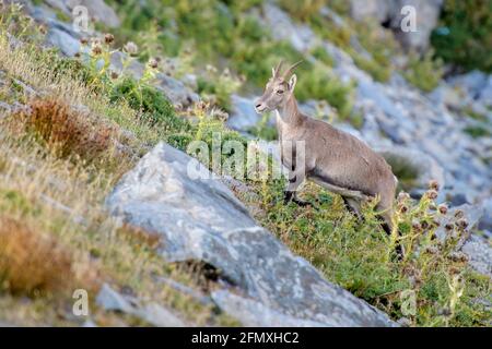 Alpine Ibex (Capra Ibex) beim Aufsteigen des Berghangs, Wallis, Schweiz Stockfoto