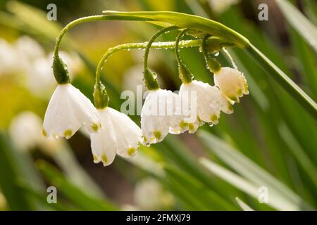 Blühende Schneeflockenblumen im Frühling, Nahaufnahme, Schneeflockenblume, Wassertropfen, Regentropfen Stockfoto