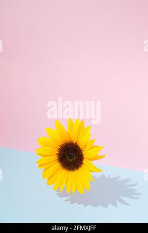 Verschiedene Arten von Blumen in sanften Farben auf einem hellen Hintergrund. Chrysantheme, Nelke, Gerbera, die spontan in einem Muster angeordnet sind. Stockfoto