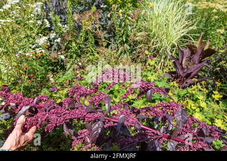 Blick auf das Great Dixter House und die Gärten von Northiam im Spätsommer, East Sussex, Großbritannien, Stockfoto