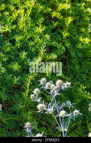 Blick auf das Great Dixter House und die Gärten von Northiam im Spätsommer, East Sussex, Großbritannien, Stockfoto