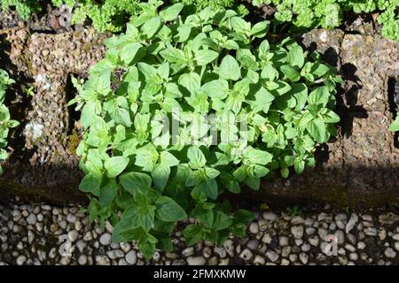 Oregano Stockfoto
