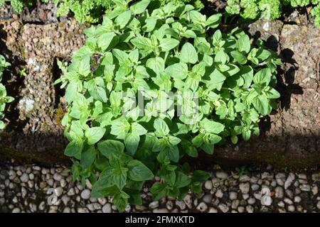 Oregano Stockfoto