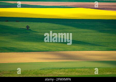 Schöne Landschaft von einem fruchtbaren Kulturfeld in Blüte während Die Frühjahrssaison Stockfoto