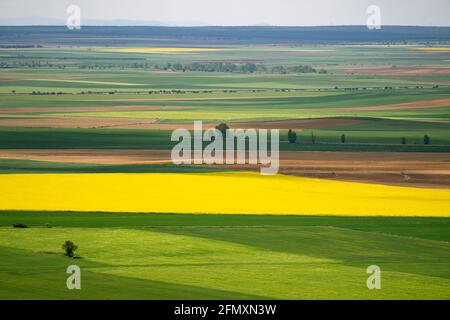 Fruchtbares Kulturfeld in Blüte während der Frühjahrssaison Stockfoto