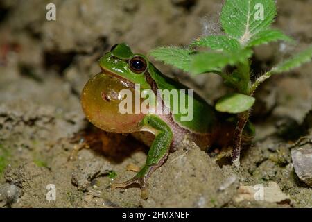 Männlicher Baumfrosch, hyla arborea quakend in einem Flusswald in österreich Stockfoto