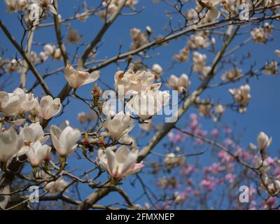 Magnolienbäume in Phoenix Park, Dublin, Irland. Stockfoto