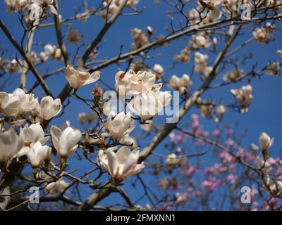 Magnolienbäume in Phoenix Park, Dublin, Irland. Stockfoto