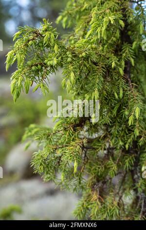 Immergrüner Wacholderbusch, vor verschwommenem Hintergrund, an einem Sommertag. Stockfoto