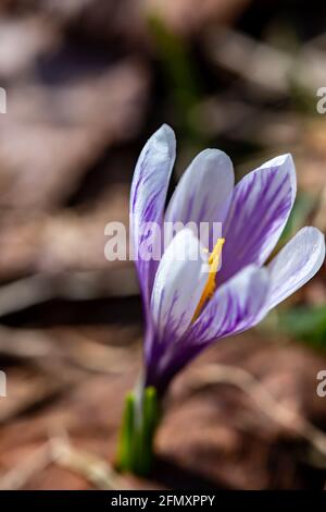 Weiße Crocus-Pflanze in ihrer ganzen Schönheit Stockfoto