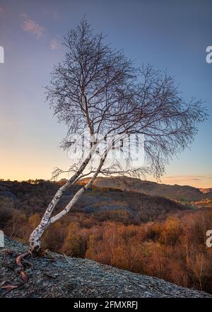 Eine junge Silberbirke bei Sonnenuntergang wächst unter den Schieferabfälle aus den alten Schieferminen bei Hodges In der Nähe im englischen Lake District Stockfoto