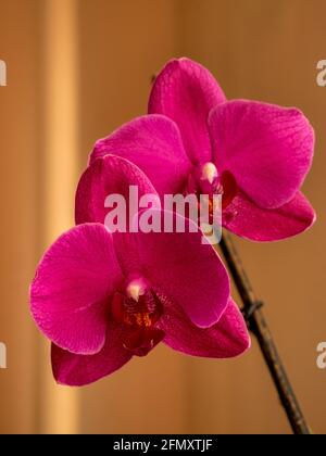 Zwei wunderschöne Blüten einer blühenden lila-roten Orchidee - selektiver Fokus Stockfoto