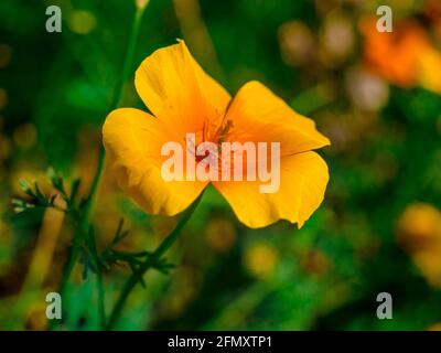 Kalifornischer Mohn (Eschscholzia californica) auch bekannt als kalifornischer Mohn, goldener Mohn, kalifornisches Sonnenlicht oder Tasse Gold - Blick auf die Blume mit Stockfoto