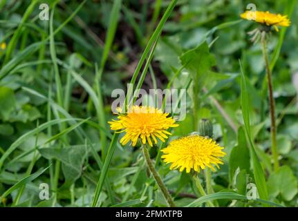 Blühende Löwinen (Taraxacum officinale) im Rasen Stockfoto