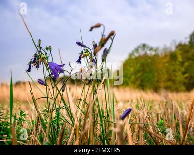 Tauige Glockenblume (Platycodon grandiflorum) - genauer betrachtet eine halbgetrocknete Blume auf einer im Hintergrund verschwommenen Wiese mit Wald und bewölktem Himmel Stockfoto