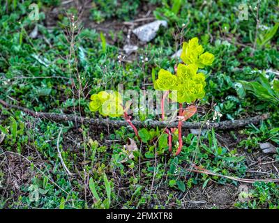 Sonnenspurgen-Pflanze - Ephorbia Helioscopia - grün-gelb blühende Pflanze auf einer Wiese Stockfoto