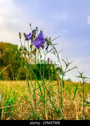 Taufige Glockenblume (Platycodon grandiflorum) - Blume auf einer Wiese, mit Wald und bewölktem Himmel im Hintergrund verschwommen Stockfoto