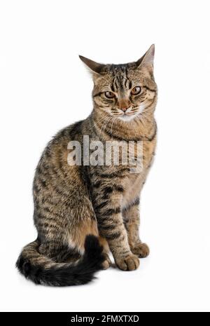 Katze isoliert auf weißem Hintergrund. Das grau gestromte Hauskätzchen sitzt. Stockfoto