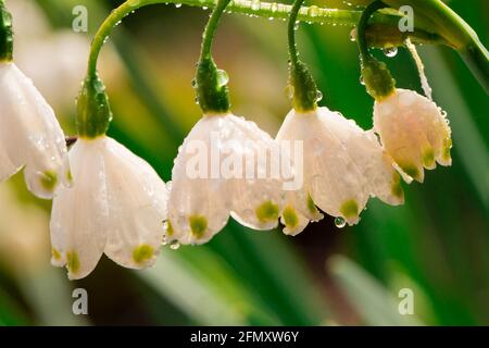 Blühender Frühling Schneeflocke Blumen mit Wassertropfen im Frühling, Nahaufnahme, Schneeflocke Blume, Wassertropfen, Regentropfen, Makrofotografie Stockfoto