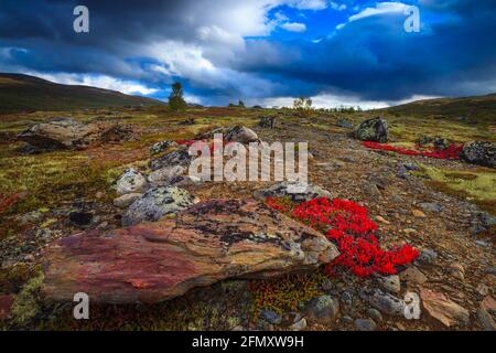 Red Mountain Avens, Dryas octopetala und die eindrucksvolle Abendlandschaft in Hjerkinn, Dovrefjell, Dovre kommune, Norwegen, Skandinavien. Stockfoto