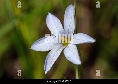 Sisyrinchium campestre (Präriegras mit blauen Augen oder Weißaugengras) 11. Mai 2021 Stockfoto