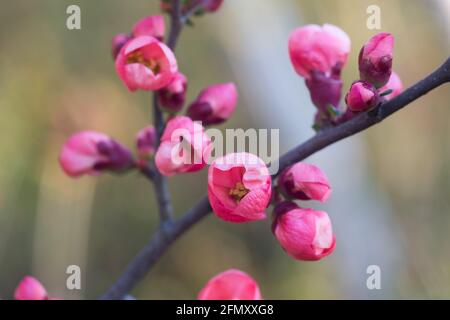 Chaenomeles japonica Frühlingsblumen Nahaufnahme selektiver Fokus Stockfoto