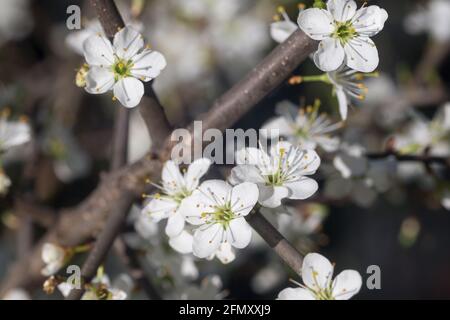 Prunus spinosa, Schlehdorn, Schlehe, weiße Frühlingsblumen, Nahaufnahme selektiver Fokus Stockfoto