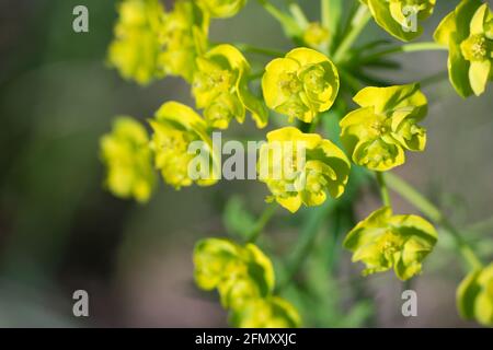 Die Zypresse, die Zypresse, die Frühlingsblume, die selektive Konzentration Stockfoto