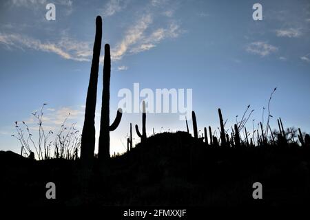 Saguaro Kakteen Silhouetten vor einem dunkelblauen Himmel mit dramatischen Wolken Stockfoto