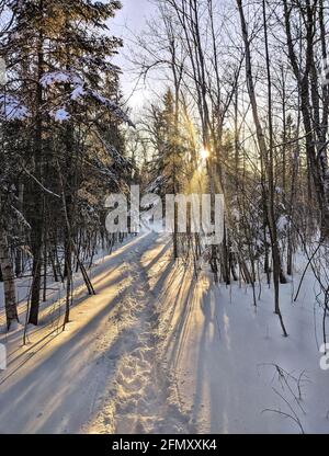 Goldene Sonnenstrahlen werfen tiefe Schatten über einen verschneiten Pfad hinein Der nördliche Wald Stockfoto