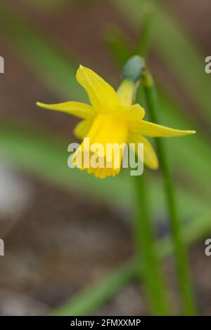 Daffodil (Narcissus) Sorte Tete-a-tete blüht in einem Garten. Nahaufnahme. Stockfoto