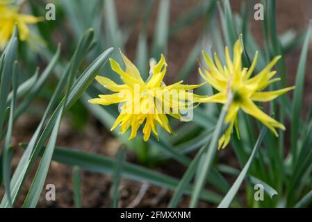 Die Sorte Narcissus (Narcissus) Rip Van Winkle blüht in einem Garten. Nahaufnahme. Stockfoto