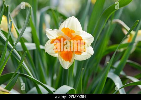 In einem Garten blüht die Orangerie der Sorte Narcissus (Narcissus). Nahaufnahme. Stockfoto