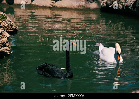 Schwarz-weiße Schwäne schwimmen im Teich. Stockfoto