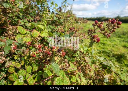 Bramble in Hecke, Wales, Großbritannien Stockfoto