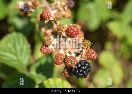 Bramble in Hecke, Wales, Großbritannien Stockfoto