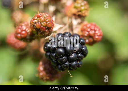 Bramble in Hecke, Wales, Großbritannien Stockfoto