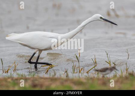 Kleiner Reiher - Egretta garzetta, schöner weißer Reiher aus dem euroasiatischen Süßwasser, See Ziway, Äthiopien. Stockfoto