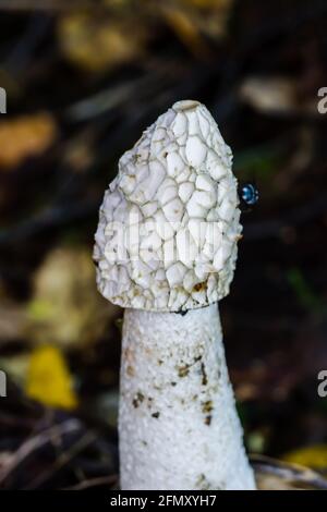 Gewöhnlicher Stinkhorn Phallus impudicus, nachdem er das Geba-Hochland von Schottland verloren hat Stockfoto