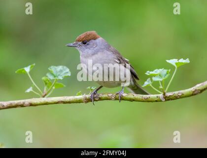 Blackcap (Sylvia atricapilla) weiblicher Vogel, der auf der Seitenansicht thront Stockfoto