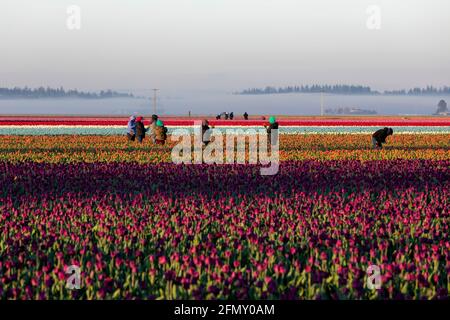 WA20183-00....WASHINGTON -Tulip Fields im Skagit Valley. Feldarbeiter pflücken früh am Tag Blumen. Stockfoto