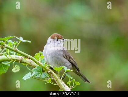 Amsel Sylvia atricapilla Weibchen mit brauner Mütze, die auf dem Malve-Unkrautzweig steht Stockfoto